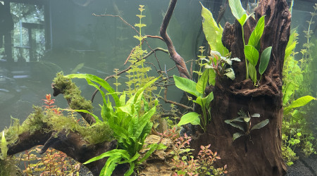 Évolution après 2 semaines (17jours)