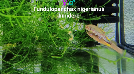 ♀️♂️ Fundulopanchax nigerianus Innidere