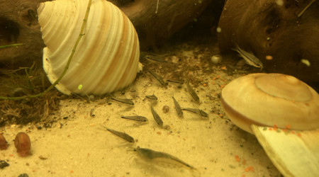 à table les pin's !