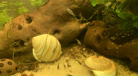 à table les pin's !