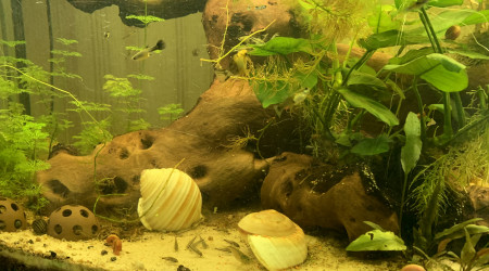 à table les pin's !