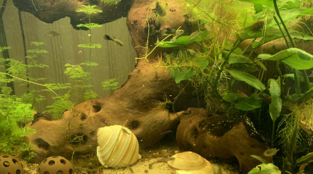 à table les pin's !