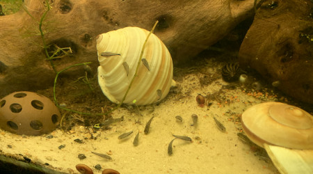 à table les pin's !