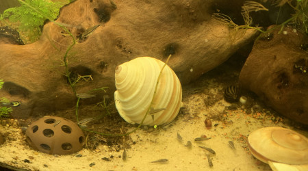 à table les pin's !