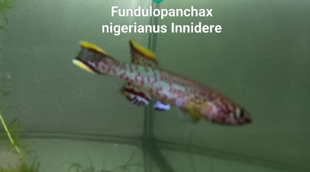 ♂️ Fundulopanchax nigerianus Innidere