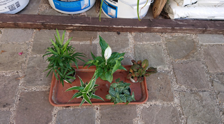 Les plantes d'intérieur