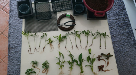 Préparation des plantes.