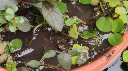 Nouvelle habitante au bassin !