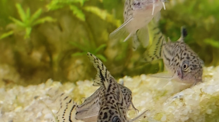 Corydoras julii