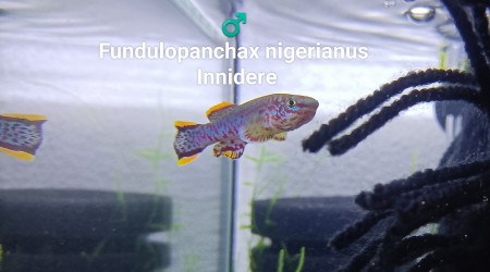 Fundulopanchax nigerianus Innidere