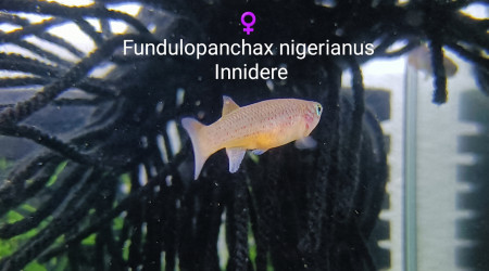 Fundulopanchax nigerianus Innidere