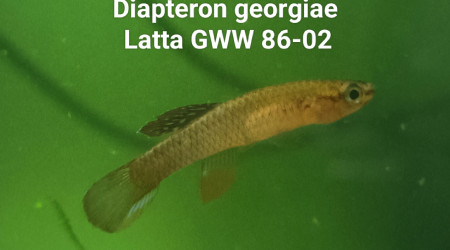 ♂️ Diapteron georgiae Latta GWW 86-02