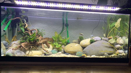 aquarium River Tank
