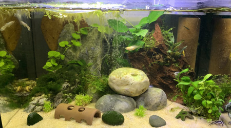 aquarium Baby tank