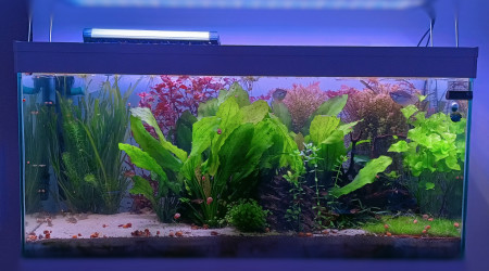 aquarium Petite graine de vie - 2020 à 2023