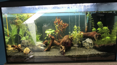 aquarium 105l