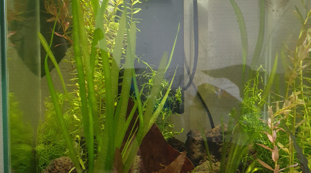 aquarium Nano