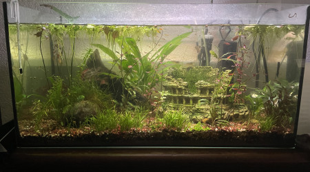 aquarium 60L communautaire