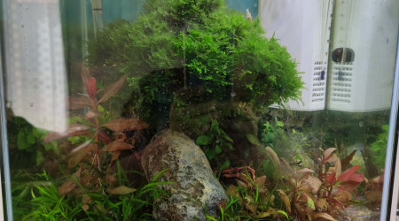 aquarium 30L Bonsai