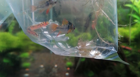 Ajout couple de Ramirezi