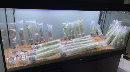 Plantation et remplissage