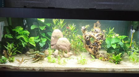 aquarium 300L Asiatique