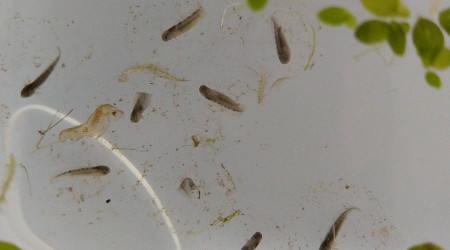 Les oeufs sont arrivés d'Allemagne le 16 mai 2022