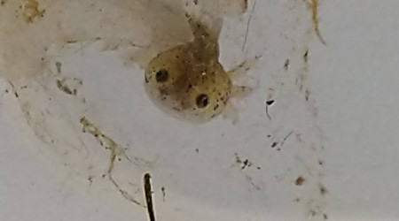 Dans mon oeuf...petite bouille adorable