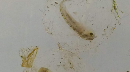 Les premiers bébés de la ponte arlequins sont sur le point de naître