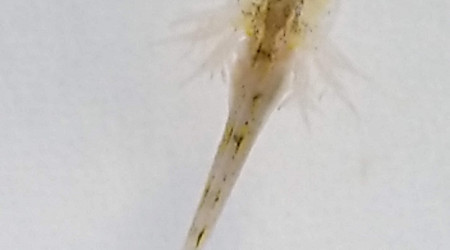 Je suis né le premier et je mesure moins de 1 cm !!!