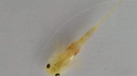 Déjà des couleurs différentes dans la même ponte!