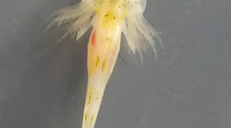 Formation des pattes avant!