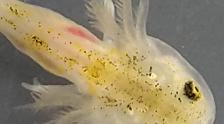 Les doigts se forment