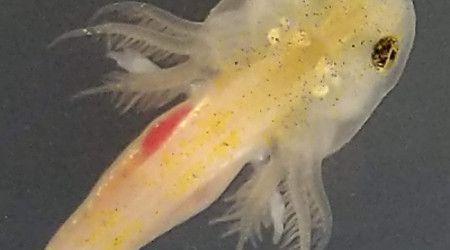 Les doigts se forment