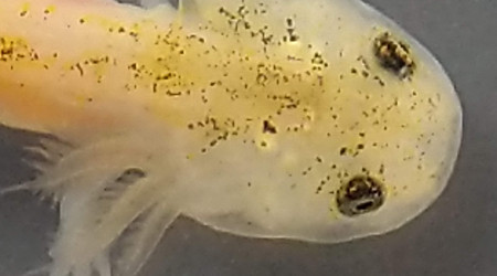 4ème doigt ..L'articulation du coude se voit bien!