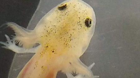 L'articulation du coude est nette - Tous les doigts sont visibles