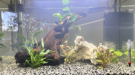 aquarium Home