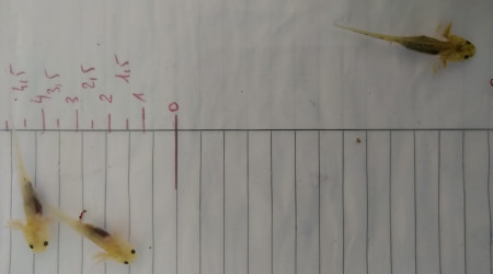 Les petits axolotls passent au régime carné à base de vers rouges "larves de chironomes"
