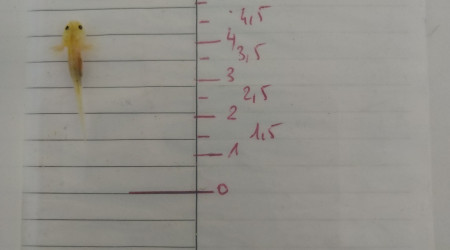 Ils font tous au moins 3 cm d'après l'échelle au fond du bac.