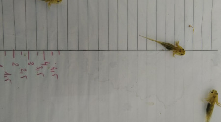 Ils font tous au moins 3 cm d'après l'échelle au fond du bac.