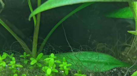 Ponte n°4 de Llorona