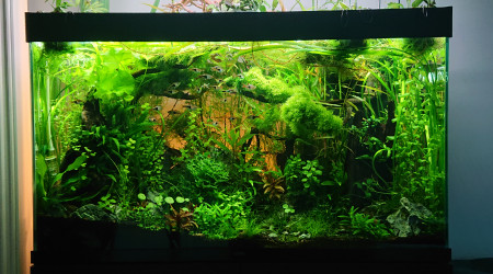 Bornéo S+21  200l communautaire