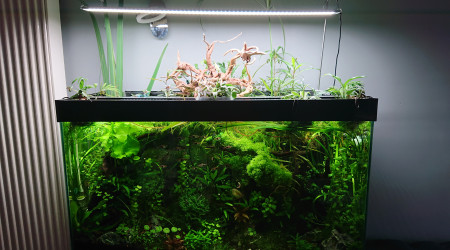 Bornéo S+21  200l communautaire