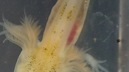 Les pattes arrières sont bien visibles sur un axolotl leucistique d'un mois