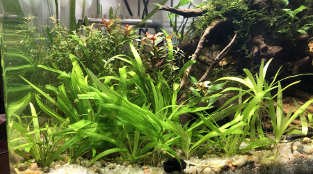 aquarium Dennerle Scapers Tank