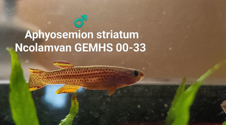 ♂️  Aphyosemion striatum Ncolamvan GEMHS 00-33