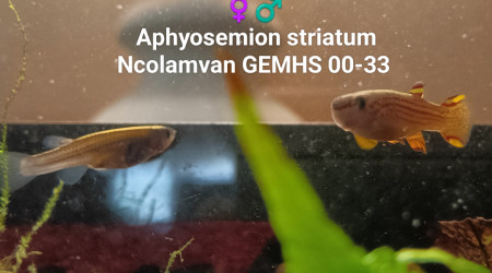 ♀️♂️  Aphyosemion striatum Ncolamvan GEMHS 00-33