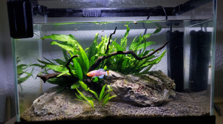 aquarium Nano Killi