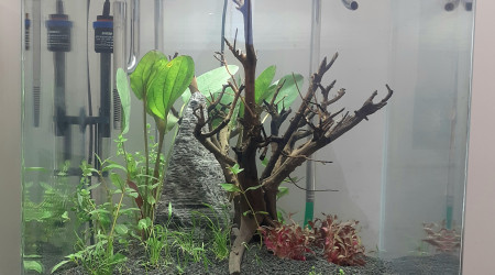 aquarium 90l amérique du sud