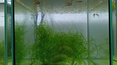 233 Fundulopanchax scheeli